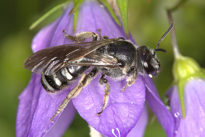 Weibchen der Glockenblumen-Schmalbiene - Foto Gerd Rede